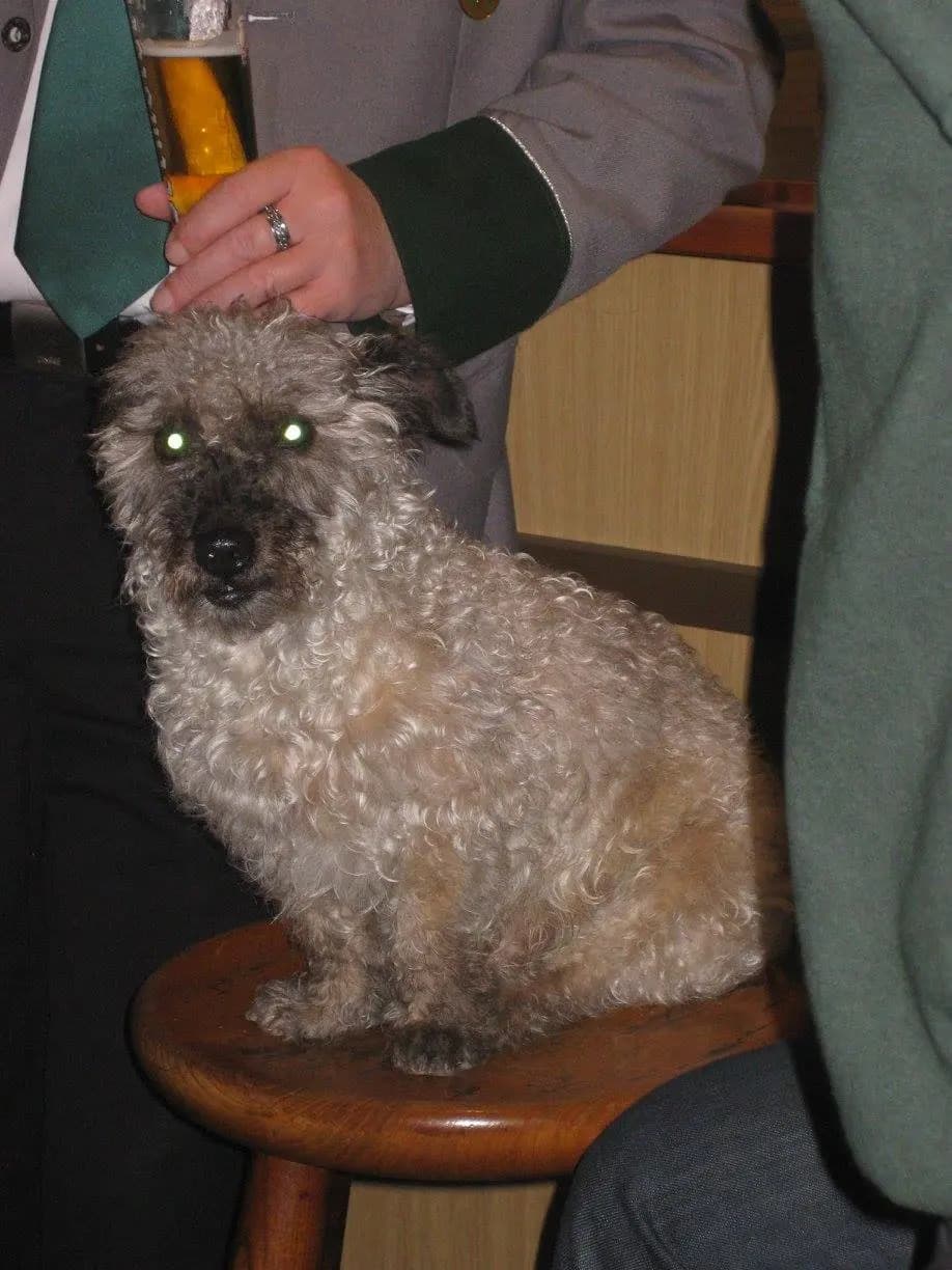 Vogelschießen 2015 96